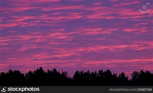 Quick clouds on the sunset sky over the pine forest, time lapse