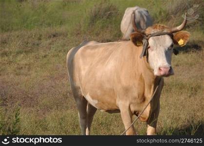 quiet brown cow in a field (looking at the camera)