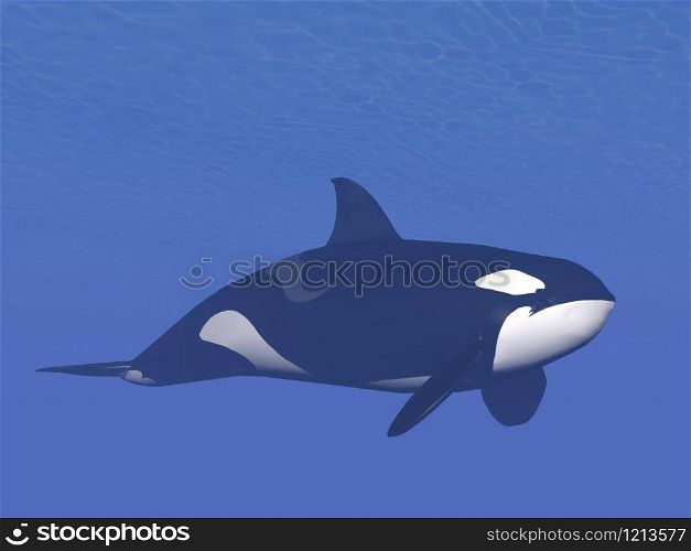 Quiet killer or orca whale (orcinus orca) swimming alone into deep underwater. Killer whale underwater - 3D render