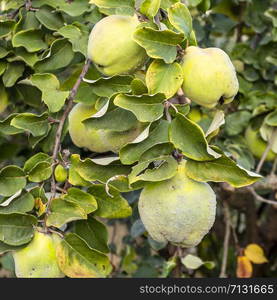 Quince fruit (Cydonia oblonga) with grey-white fine hair on branch, near maturity in the autumn season