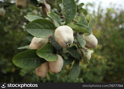 quince fruit hanging branches tree