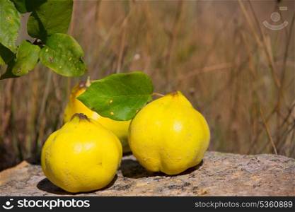 quince fruit still image over stone in nature outdoor