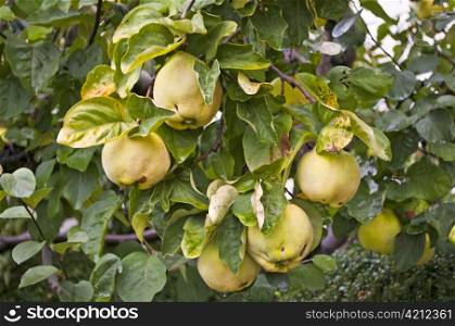 quince. quince on a tree