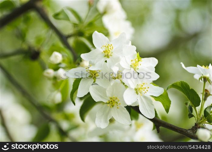 quince tree blossom macro. Shallow deep of field. Focus on stamens
