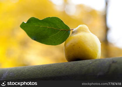 quince with a green leaf on a wooden railing