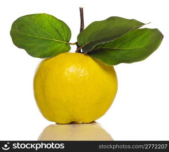 quince with green leaf isolated on white