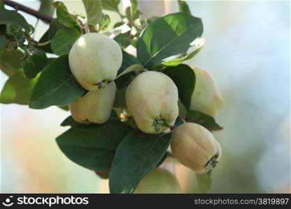 quinces on tree
