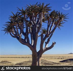 Quiver Tree (Aloe dichotoma) in Namib-nuakluft National Park in the Namib Desert, Namibia.