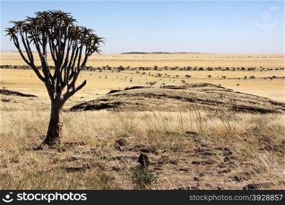 Quiver Tree in the semi-desert planes of the Namib Naukluft Desert in Namibia