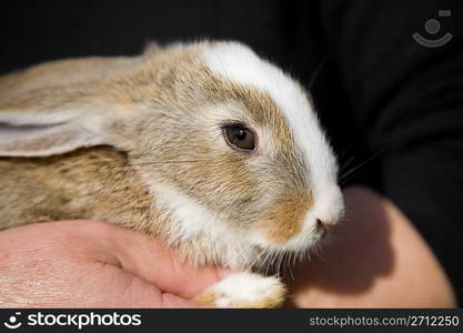 rabbit
