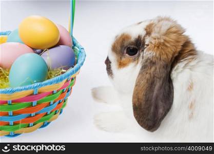 Rabbit and basket of eggs