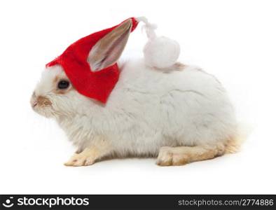 Rabbit and red hat isolated on white background