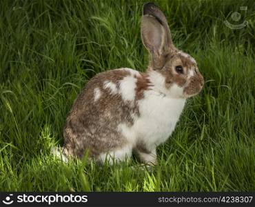 rabbit-brown-white. brown spotted rabbit on a meadow