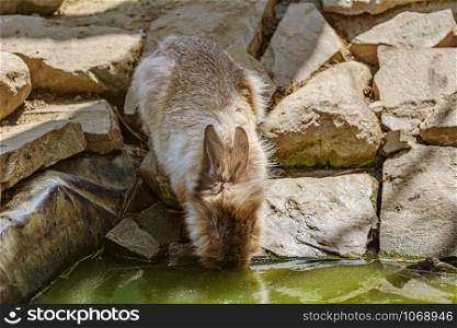 Rabbit drinks water from the pond. Rabbit drinks water