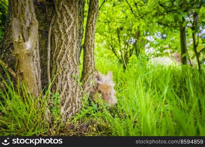 Rabbit hiding in tall green grass on a bright day in the spring
