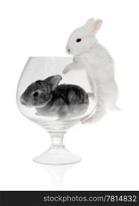 Rabbit in the glass on the white background