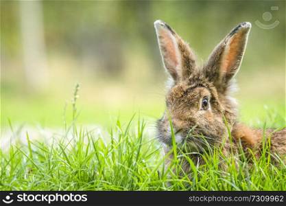Rabbit in the spring hiding in tall green grass