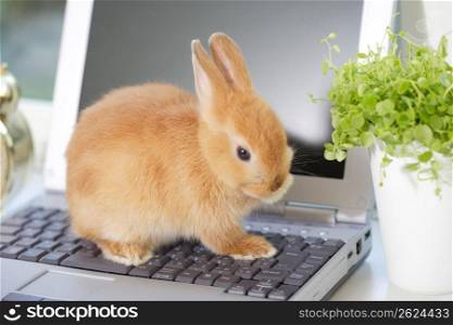 Rabbit on a laptop