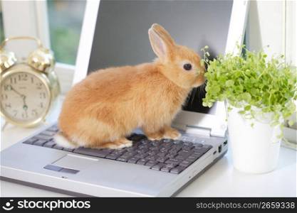 Rabbit on a laptop
