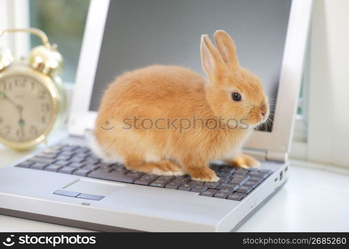 Rabbit on a laptop