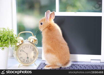 Rabbit on a laptop