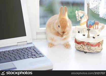 Rabbit on a laptop