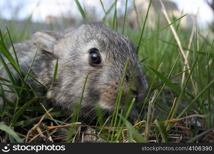 Rabbit on green grass in the garden