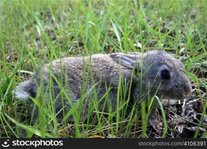 Rabbit on green grass in the garden