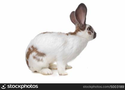 Rabbit. Rabbit in front of a white background