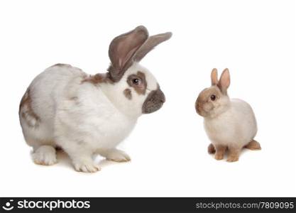 Rabbit. Rabbit in front of a white background