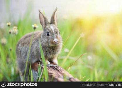 Rabbit sitting on brick and green field spring meadow / Easter bunny hunt for festival on grass and flower outdoor nature