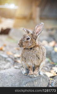 rabbit sitting on the dry grass in cage at animal farm garden background Thailand