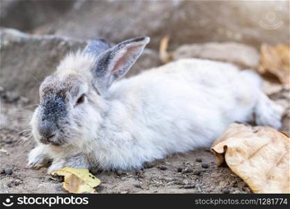 rabbit sitting on the dry grass in cage at animal farm garden background Thailand