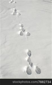 Rabbit traces on white snow surface as background