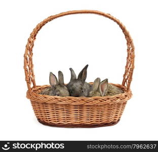 Rabbits in a basket isolated on a white background