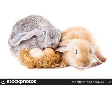 Rabbits near nestle with eggs isolated on white. Easter time.