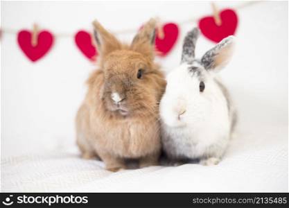 rabbits near ornament hearts thread