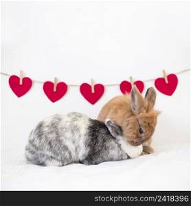 rabbits playing near set ornament hearts twist