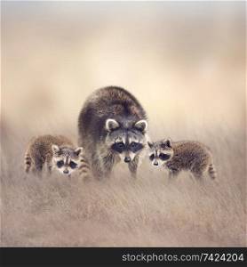 Raccoon family in the grassland looking out