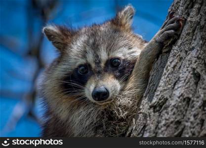 Raccoon giving me the stink eye. Raccoon