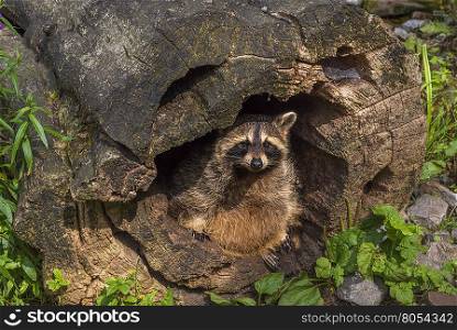 Raccoon hiding in a hollow stump - Funny image with a cute raccoon in a hollow stump. Picture taken in the WIld Park from Pforzheim, Germany.