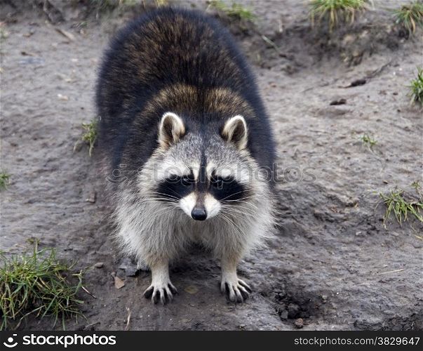 raccoon in the zoo in Holland Europe