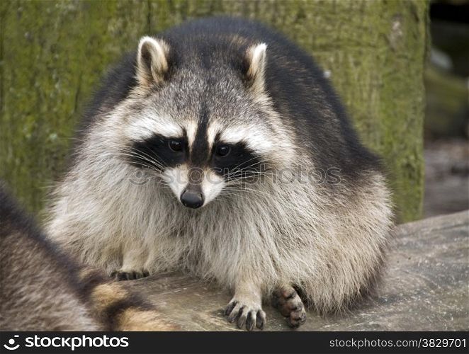 raccoon in the zoo in Holland Europe