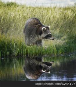 Raccoon On Grassy Bank With Reflection