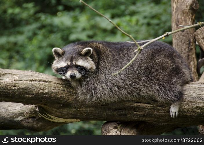 Raccoon, Procyon lotor sitting on a tree branch and looking around
