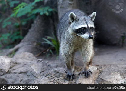 Raccoon sitting and staring intently