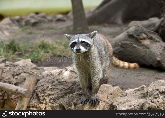 Raccoon sitting and staring intently
