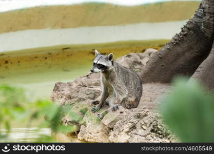 Raccoon sitting and staring intently