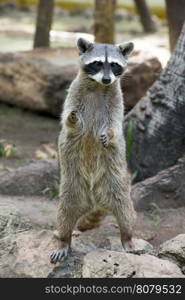 Raccoon sitting and staring intently