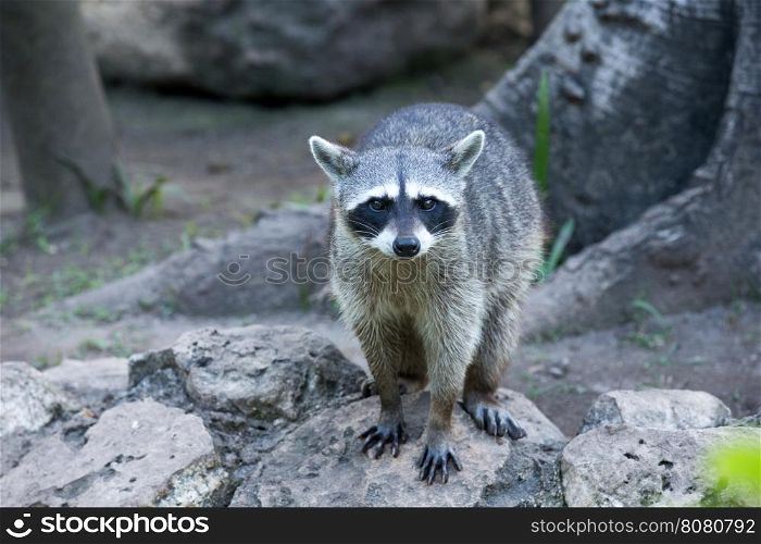Raccoon sitting and staring intently
